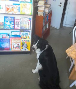 A photo of a Border Collie in a bookstore, looking back at the camera as if to ask if he really can have any book he wants.